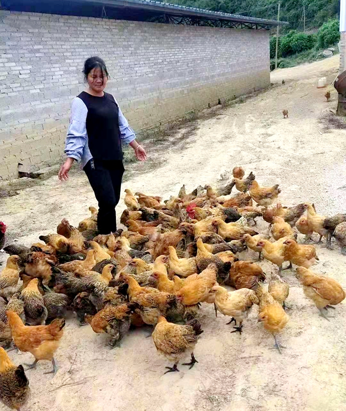 图为养殖的青年鸡.jpg