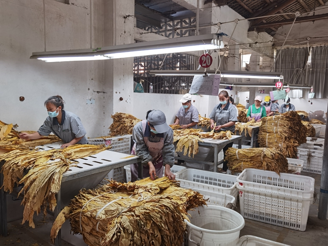 烟叶站烤烟登记分拣 龙家清摄.jpg