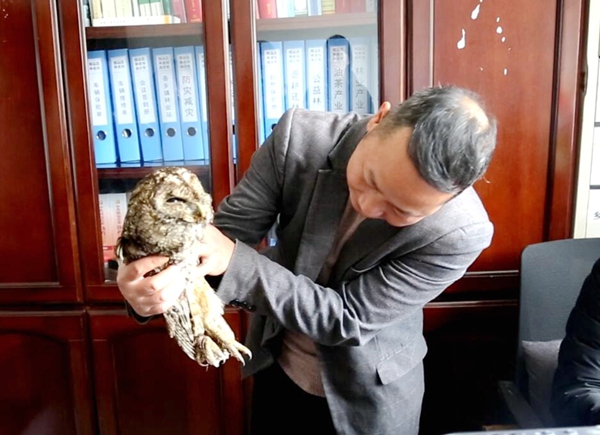 受伤的猫头鹰_副本.jpg 受伤的猫头鹰_副本.jpg