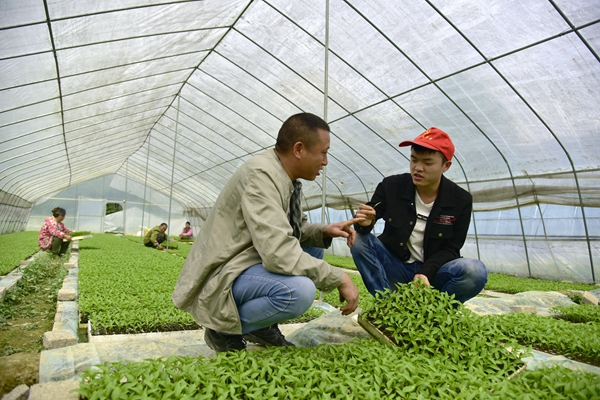 图为,该县选调生与群众交流辣椒育苗技术_副本.jpg 图为,该县选调生与群众交流辣椒育苗技术_副本.jpg