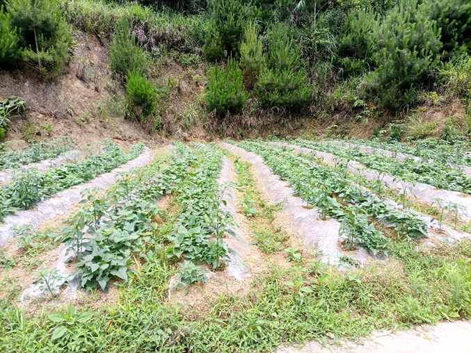 红薯.jpg