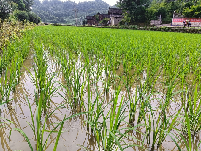水稻.jpg