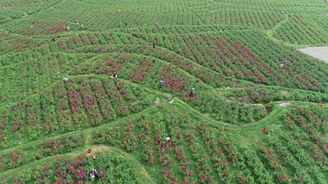 朗洞村玫瑰花基地.jpg 朗洞村玫瑰花基地.jpg