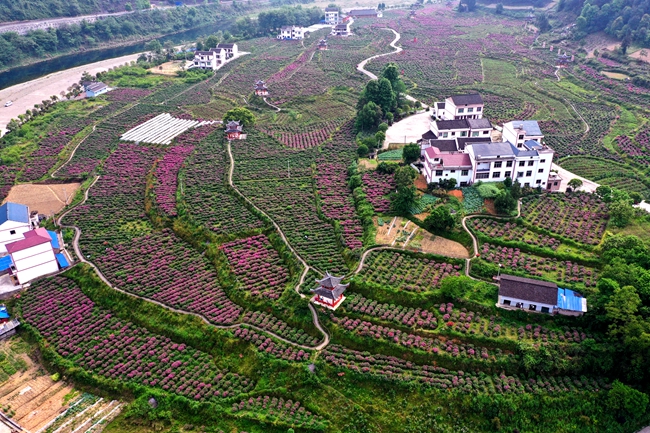 铺田村玫瑰花基地庄园 (2).jpg