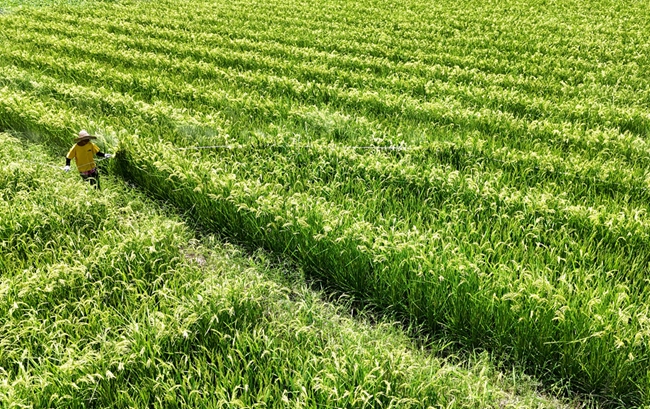 DJI_20250729115226_0649_D_副本.jpg