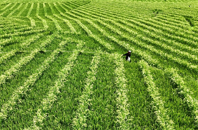 DJI_20250729115355_0655_D_副本.jpg