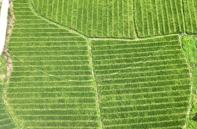 DJI_20250729115154_0648_D_副本.jpg