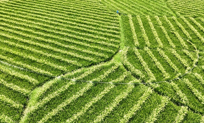 DJI_20250729115519_0657_D_副本.jpg