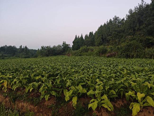 d503cff19641434e84cf03162009f8c_副本.jpg d503cff19641434e84cf03162009f8c_副本.jpg